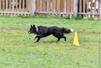 053 EDJAY -OBE 4829 : 2017, CC DE LA VALLEE DE LA BIEVRE, CLASSE 3, CONCOURS OBEISSANCE, Dimanche 10 Septembre 2017, EDJAY DE LA BERGERIE DE MORGANE