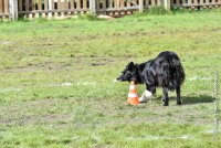 007 HENJOY -OBE 5124 : 2017, CC DE LA VALLEE DE LA BIEVRE, CLASSE 3, CONCOURS OBEISSANCE, Dimanche 10 Septembre 2017, HENJOY DE LA BERGERIE DE MORGANE