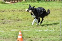 009 HENJOY -OBE 5128 : 2017, CC DE LA VALLEE DE LA BIEVRE, CLASSE 3, CONCOURS OBEISSANCE, Dimanche 10 Septembre 2017, HENJOY DE LA BERGERIE DE MORGANE