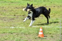 010 HENJOY -OBE 5129 : 2017, CC DE LA VALLEE DE LA BIEVRE, CLASSE 3, CONCOURS OBEISSANCE, Dimanche 10 Septembre 2017, HENJOY DE LA BERGERIE DE MORGANE