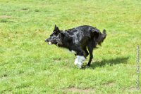 017 HENJOY -OBE 5140 : 2017, CC DE LA VALLEE DE LA BIEVRE, CLASSE 3, CONCOURS OBEISSANCE, Dimanche 10 Septembre 2017, HENJOY DE LA BERGERIE DE MORGANE