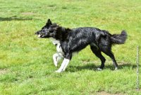 018 HENJOY -OBE 5141 : 2017, CC DE LA VALLEE DE LA BIEVRE, CLASSE 3, CONCOURS OBEISSANCE, Dimanche 10 Septembre 2017, HENJOY DE LA BERGERIE DE MORGANE