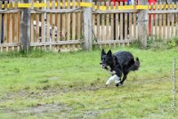 031 HENJOY -OBE 5159 : 2017, CC DE LA VALLEE DE LA BIEVRE, CLASSE 3, CONCOURS OBEISSANCE, Dimanche 10 Septembre 2017, HENJOY DE LA BERGERIE DE MORGANE