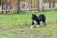 032 HENJOY -OBE 5160 : 2017, CC DE LA VALLEE DE LA BIEVRE, CLASSE 3, CONCOURS OBEISSANCE, Dimanche 10 Septembre 2017, HENJOY DE LA BERGERIE DE MORGANE