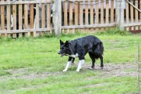 033 HENJOY -OBE 5161 : 2017, CC DE LA VALLEE DE LA BIEVRE, CLASSE 3, CONCOURS OBEISSANCE, Dimanche 10 Septembre 2017, HENJOY DE LA BERGERIE DE MORGANE