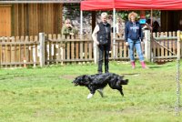 040 HENJOY -OBE 5172 : 2017, CC DE LA VALLEE DE LA BIEVRE, CLASSE 3, CONCOURS OBEISSANCE, Dimanche 10 Septembre 2017, HENJOY DE LA BERGERIE DE MORGANE