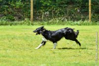 043 HENJOY -OBE 5175 : 2017, CC DE LA VALLEE DE LA BIEVRE, CLASSE 3, CONCOURS OBEISSANCE, Dimanche 10 Septembre 2017, HENJOY DE LA BERGERIE DE MORGANE