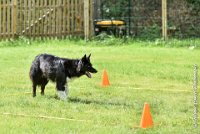 044 HENJOY -OBE 5176 : 2017, CC DE LA VALLEE DE LA BIEVRE, CLASSE 3, CONCOURS OBEISSANCE, Dimanche 10 Septembre 2017, HENJOY DE LA BERGERIE DE MORGANE