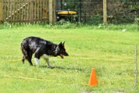 045 HENJOY -OBE 5178 : 2017, CC DE LA VALLEE DE LA BIEVRE, CLASSE 3, CONCOURS OBEISSANCE, Dimanche 10 Septembre 2017, HENJOY DE LA BERGERIE DE MORGANE