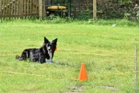 046 HENJOY -OBE 5179 : 2017, CC DE LA VALLEE DE LA BIEVRE, CLASSE 3, CONCOURS OBEISSANCE, Dimanche 10 Septembre 2017, HENJOY DE LA BERGERIE DE MORGANE