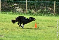 048 HENJOY -OBE 5183 : 2017, CC DE LA VALLEE DE LA BIEVRE, CLASSE 3, CONCOURS OBEISSANCE, Dimanche 10 Septembre 2017, HENJOY DE LA BERGERIE DE MORGANE