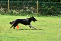 049 HENJOY -OBE 5184 : 2017, CC DE LA VALLEE DE LA BIEVRE, CLASSE 3, CONCOURS OBEISSANCE, Dimanche 10 Septembre 2017, HENJOY DE LA BERGERIE DE MORGANE