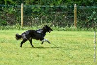 050 HENJOY -OBE 5185 : 2017, CC DE LA VALLEE DE LA BIEVRE, CLASSE 3, CONCOURS OBEISSANCE, Dimanche 10 Septembre 2017, HENJOY DE LA BERGERIE DE MORGANE