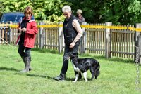 054 HENJOY -OBE 5191 : 2017, CC DE LA VALLEE DE LA BIEVRE, CLASSE 3, CONCOURS OBEISSANCE, Dimanche 10 Septembre 2017, HENJOY DE LA BERGERIE DE MORGANE