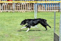 055 HENJOY -OBE 5193 : 2017, CC DE LA VALLEE DE LA BIEVRE, CLASSE 3, CONCOURS OBEISSANCE, Dimanche 10 Septembre 2017, HENJOY DE LA BERGERIE DE MORGANE