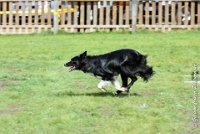 056 HENJOY -OBE 5194 : 2017, CC DE LA VALLEE DE LA BIEVRE, CLASSE 3, CONCOURS OBEISSANCE, Dimanche 10 Septembre 2017, HENJOY DE LA BERGERIE DE MORGANE