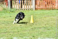 059 HENJOY -OBE 5197 : 2017, CC DE LA VALLEE DE LA BIEVRE, CLASSE 3, CONCOURS OBEISSANCE, Dimanche 10 Septembre 2017, HENJOY DE LA BERGERIE DE MORGANE