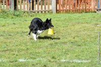 061 HENJOY -OBE 5199 : 2017, CC DE LA VALLEE DE LA BIEVRE, CLASSE 3, CONCOURS OBEISSANCE, Dimanche 10 Septembre 2017, HENJOY DE LA BERGERIE DE MORGANE