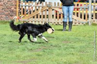 064 HENJOY -OBE 5203 : 2017, CC DE LA VALLEE DE LA BIEVRE, CLASSE 3, CONCOURS OBEISSANCE, Dimanche 10 Septembre 2017, HENJOY DE LA BERGERIE DE MORGANE