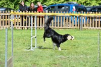 066 HENJOY -OBE 5206 : 2017, CC DE LA VALLEE DE LA BIEVRE, CLASSE 3, CONCOURS OBEISSANCE, Dimanche 10 Septembre 2017, HENJOY DE LA BERGERIE DE MORGANE