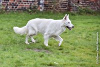 006 FIDJI DREAM-09092017-OBE 3675OBEISSANCE BIEVRES - CLASSE 1 : CC DE LA VALLEE DE LA BIEVRE, CLASSE 2, CONCOURS OBEISSANCE, FIDJI DREAM DU BOIS DES TERNES, Samedi 9 Septembrre 2017