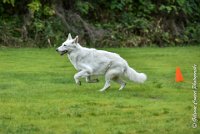 012 FIDJI DREAM-09092017-OBE 3685OBEISSANCE BIEVRES - CLASSE 1 : CC DE LA VALLEE DE LA BIEVRE, CLASSE 2, CONCOURS OBEISSANCE, FIDJI DREAM DU BOIS DES TERNES, Samedi 9 Septembrre 2017