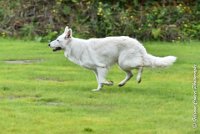 014 FIDJI DREAM-09092017-OBE 3687OBEISSANCE BIEVRES - CLASSE 1 : CC DE LA VALLEE DE LA BIEVRE, CLASSE 2, CONCOURS OBEISSANCE, FIDJI DREAM DU BOIS DES TERNES, Samedi 9 Septembrre 2017