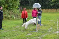 024 FIDJI DREAM-09092017-OBE 3712OBEISSANCE BIEVRES - CLASSE 1 : CC DE LA VALLEE DE LA BIEVRE, CLASSE 2, CONCOURS OBEISSANCE, FIDJI DREAM DU BOIS DES TERNES, Samedi 9 Septembrre 2017