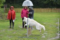 027 FIDJI DREAM-09092017-OBE 3718OBEISSANCE BIEVRES - CLASSE 1 : CC DE LA VALLEE DE LA BIEVRE, CLASSE 2, CONCOURS OBEISSANCE, FIDJI DREAM DU BOIS DES TERNES, Samedi 9 Septembrre 2017