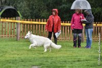 032 FIDJI DREAM-09092017-OBE 3726OBEISSANCE BIEVRES - CLASSE 1 : CC DE LA VALLEE DE LA BIEVRE, CLASSE 2, CONCOURS OBEISSANCE, FIDJI DREAM DU BOIS DES TERNES, Samedi 9 Septembrre 2017