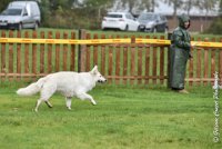 033 FIDJI DREAM-09092017-OBE 3727OBEISSANCE BIEVRES - CLASSE 1 : CC DE LA VALLEE DE LA BIEVRE, CLASSE 2, CONCOURS OBEISSANCE, FIDJI DREAM DU BOIS DES TERNES, Samedi 9 Septembrre 2017