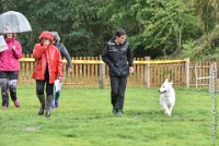 035 FIDJI DREAM-09092017-OBE 3730OBEISSANCE BIEVRES - CLASSE 1 : CC DE LA VALLEE DE LA BIEVRE, CLASSE 2, CONCOURS OBEISSANCE, FIDJI DREAM DU BOIS DES TERNES, Samedi 9 Septembrre 2017