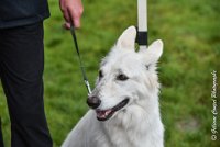 038 FIDJI DREAM-09092017-OBE 3734OBEISSANCE BIEVRES - CLASSE 1 : CC DE LA VALLEE DE LA BIEVRE, CLASSE 2, CONCOURS OBEISSANCE, FIDJI DREAM DU BOIS DES TERNES, Samedi 9 Septembrre 2017