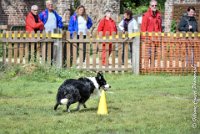 032 FIDJY I -OBE 5096 : 2017, CC DE LA VALLEE DE LA BIEVRE, CLASSE 3, CONCOURS OBEISSANCE, Dimanche 10 Septembre 2017, FIDJY I