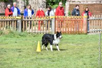 035 FIDJY I -OBE 5099 : 2017, CC DE LA VALLEE DE LA BIEVRE, CLASSE 3, CONCOURS OBEISSANCE, Dimanche 10 Septembre 2017, FIDJY I