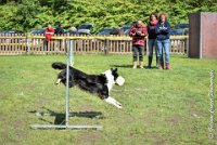 037 FIDJY I -OBE 5103 : 2017, CC DE LA VALLEE DE LA BIEVRE, CLASSE 3, CONCOURS OBEISSANCE, Dimanche 10 Septembre 2017, FIDJY I