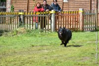 009 FIRST ELLIOT -OBE 5270 : 2017, CC DE LA VALLEE DE LA BIEVRE, CLASSE 3, CONCOURS OBEISSANCE, Dimanche 10 Septembre 2017, FIRST ELLIOT DU GRAND CHAMPS D'AUBERTANS