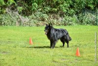 015 FIRST ELLIOT -OBE 5290 : 2017, CC DE LA VALLEE DE LA BIEVRE, CLASSE 3, CONCOURS OBEISSANCE, Dimanche 10 Septembre 2017, FIRST ELLIOT DU GRAND CHAMPS D'AUBERTANS