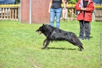 018 FIRST ELLIOT -OBE 5305 : 2017, CC DE LA VALLEE DE LA BIEVRE, CLASSE 3, CONCOURS OBEISSANCE, Dimanche 10 Septembre 2017, FIRST ELLIOT DU GRAND CHAMPS D'AUBERTANS