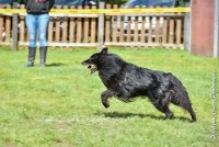 019 FIRST ELLIOT -OBE 5307 : 2017, CC DE LA VALLEE DE LA BIEVRE, CLASSE 3, CONCOURS OBEISSANCE, Dimanche 10 Septembre 2017, FIRST ELLIOT DU GRAND CHAMPS D'AUBERTANS