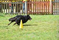 022 FIRST ELLIOT -OBE 5317 : 2017, CC DE LA VALLEE DE LA BIEVRE, CLASSE 3, CONCOURS OBEISSANCE, Dimanche 10 Septembre 2017, FIRST ELLIOT DU GRAND CHAMPS D'AUBERTANS