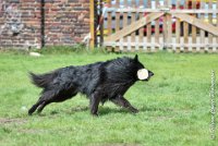 026 FIRST ELLIOT -OBE 5331 : 2017, CC DE LA VALLEE DE LA BIEVRE, CLASSE 3, CONCOURS OBEISSANCE, Dimanche 10 Septembre 2017, FIRST ELLIOT DU GRAND CHAMPS D'AUBERTANS