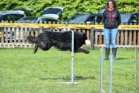 027 FIRST ELLIOT -OBE 5333 : 2017, CC DE LA VALLEE DE LA BIEVRE, CLASSE 3, CONCOURS OBEISSANCE, Dimanche 10 Septembre 2017, FIRST ELLIOT DU GRAND CHAMPS D'AUBERTANS