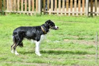 010 FLINZER -09092017-OBE 3281OBEISSANCE BIEVRES - CLASSE 1 : 2017, CC DE LA VALLEE DE LA BIEVRE, CLASSE 1, CONCOURS OBEISSANCE, FLINZER, Samedi 9 Septembrre 2017