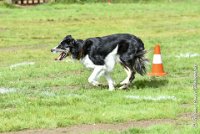 014 FLINZER -09092017-OBE 3290OBEISSANCE BIEVRES - CLASSE 1 : 2017, CC DE LA VALLEE DE LA BIEVRE, CLASSE 1, CONCOURS OBEISSANCE, FLINZER, Samedi 9 Septembrre 2017