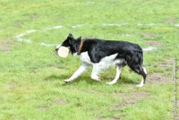 030 FLINZER -09092017-OBE 3330OBEISSANCE BIEVRES - CLASSE 1 : 2017, CC DE LA VALLEE DE LA BIEVRE, CLASSE 1, CONCOURS OBEISSANCE, FLINZER, Samedi 9 Septembrre 2017