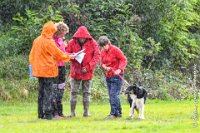 044 FLINZER -09092017-OBE 5992OBEISSANCE BIEVRES - CLASSE 1 : 2017, CC DE LA VALLEE DE LA BIEVRE, CLASSE 1, CONCOURS OBEISSANCE, FLINZER, Samedi 9 Septembrre 2017