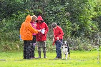 045 FLINZER -09092017-OBE 5993OBEISSANCE BIEVRES - CLASSE 1 : 2017, CC DE LA VALLEE DE LA BIEVRE, CLASSE 1, CONCOURS OBEISSANCE, FLINZER, Samedi 9 Septembrre 2017