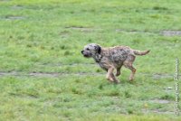 003 FLUFF -09092017-OBE 3604OBEISSANCE BIEVRES - CLASSE 1 : CC DE LA VALLEE DE LA BIEVRE, CLASSE 2, CONCOURS OBEISSANCE, FLUFF DES NEWZANTHYNES, Samedi 9 Septembrre 2017