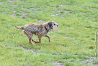 004 FLUFF -09092017-OBE 3605OBEISSANCE BIEVRES - CLASSE 1 : CC DE LA VALLEE DE LA BIEVRE, CLASSE 2, CONCOURS OBEISSANCE, FLUFF DES NEWZANTHYNES, Samedi 9 Septembrre 2017